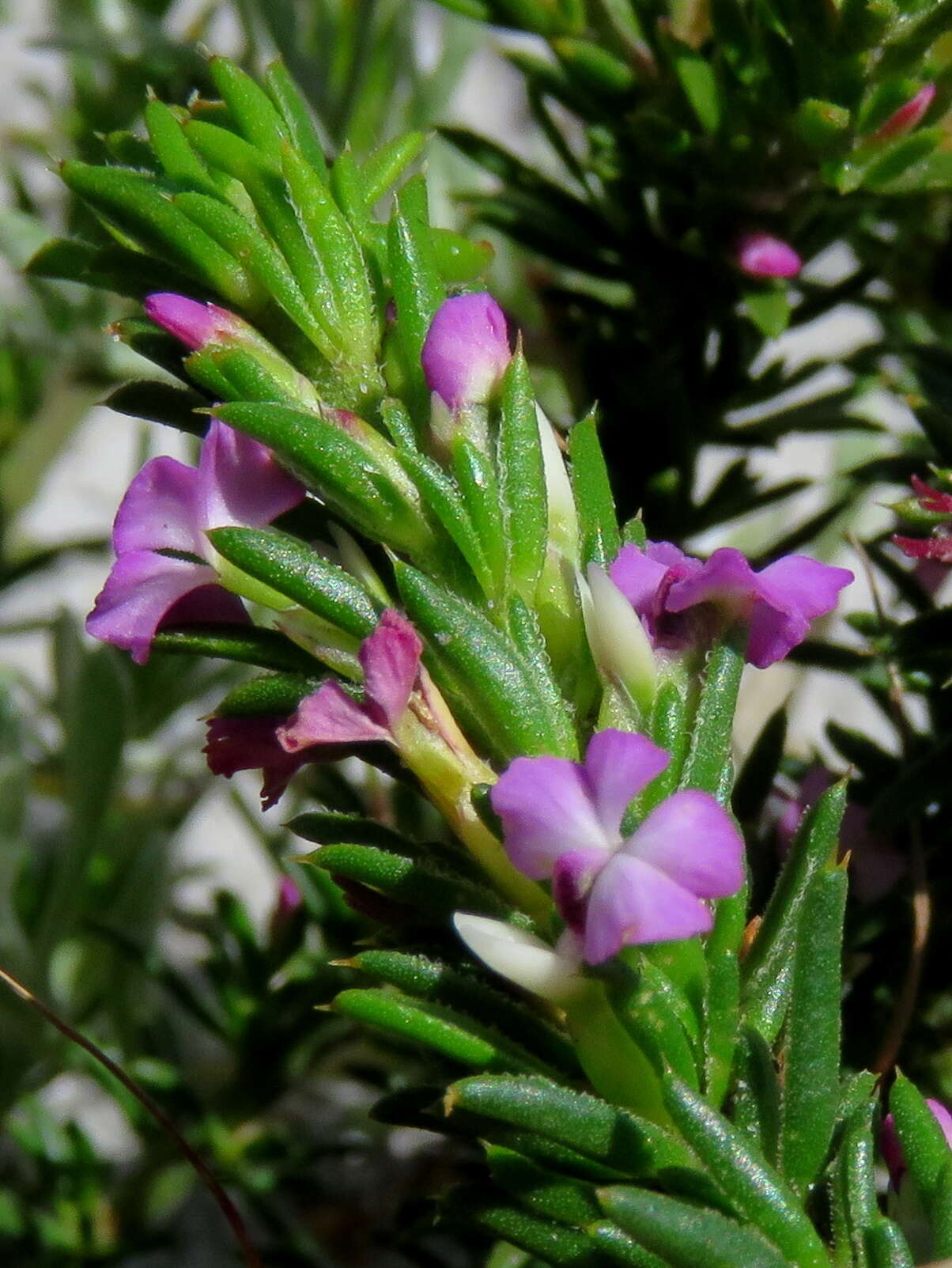 Image of Muraltia pageae Levyns