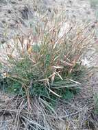 Image of Dianthus volgicus Juzepczuk