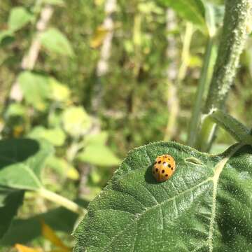 Image of Mexican bean beetle