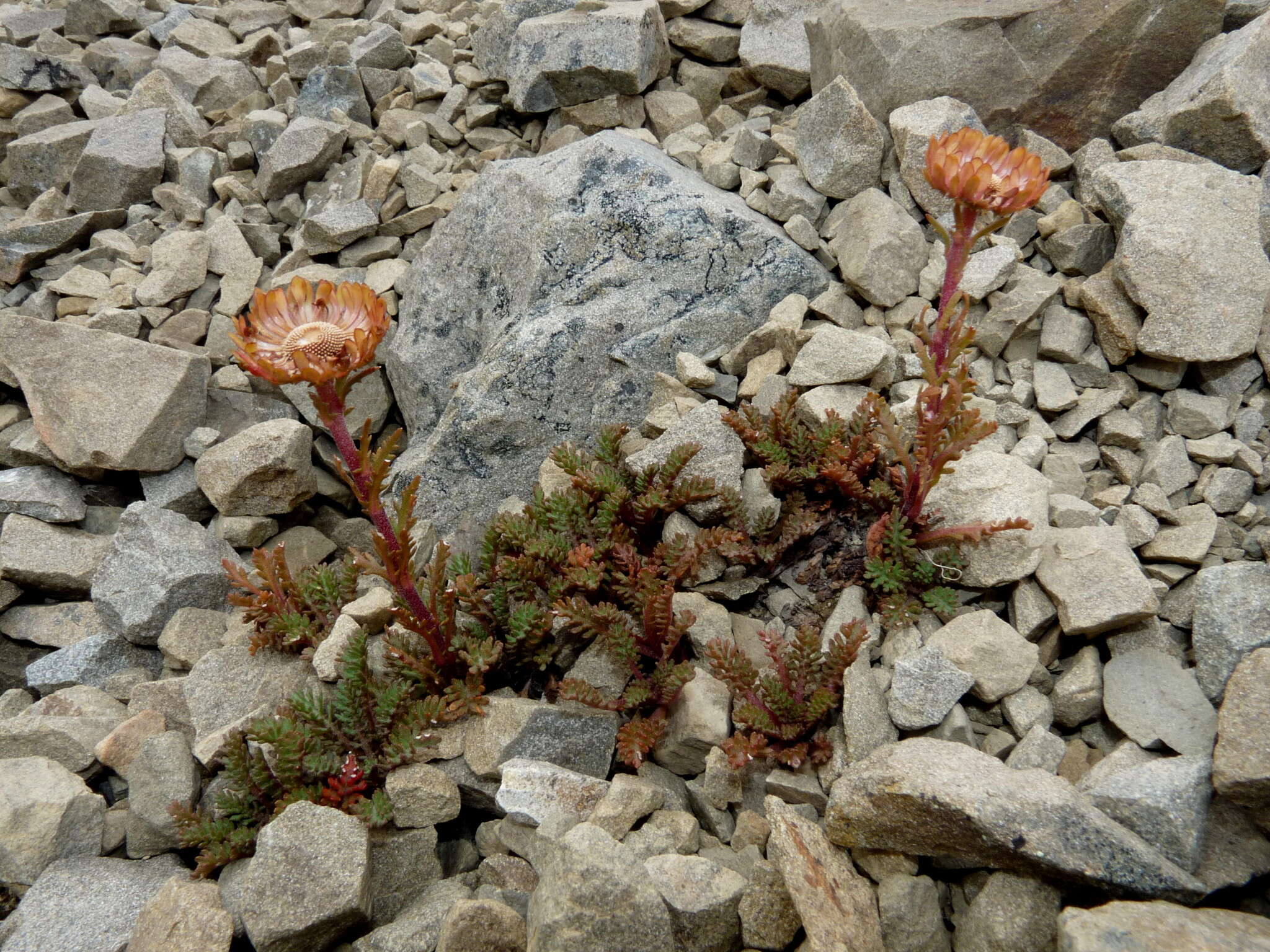 Image of Leptinella dendyi (Cockayne) D. G. Lloyd & C. J. Webb