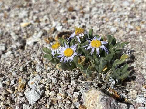 Image of broad fleabane