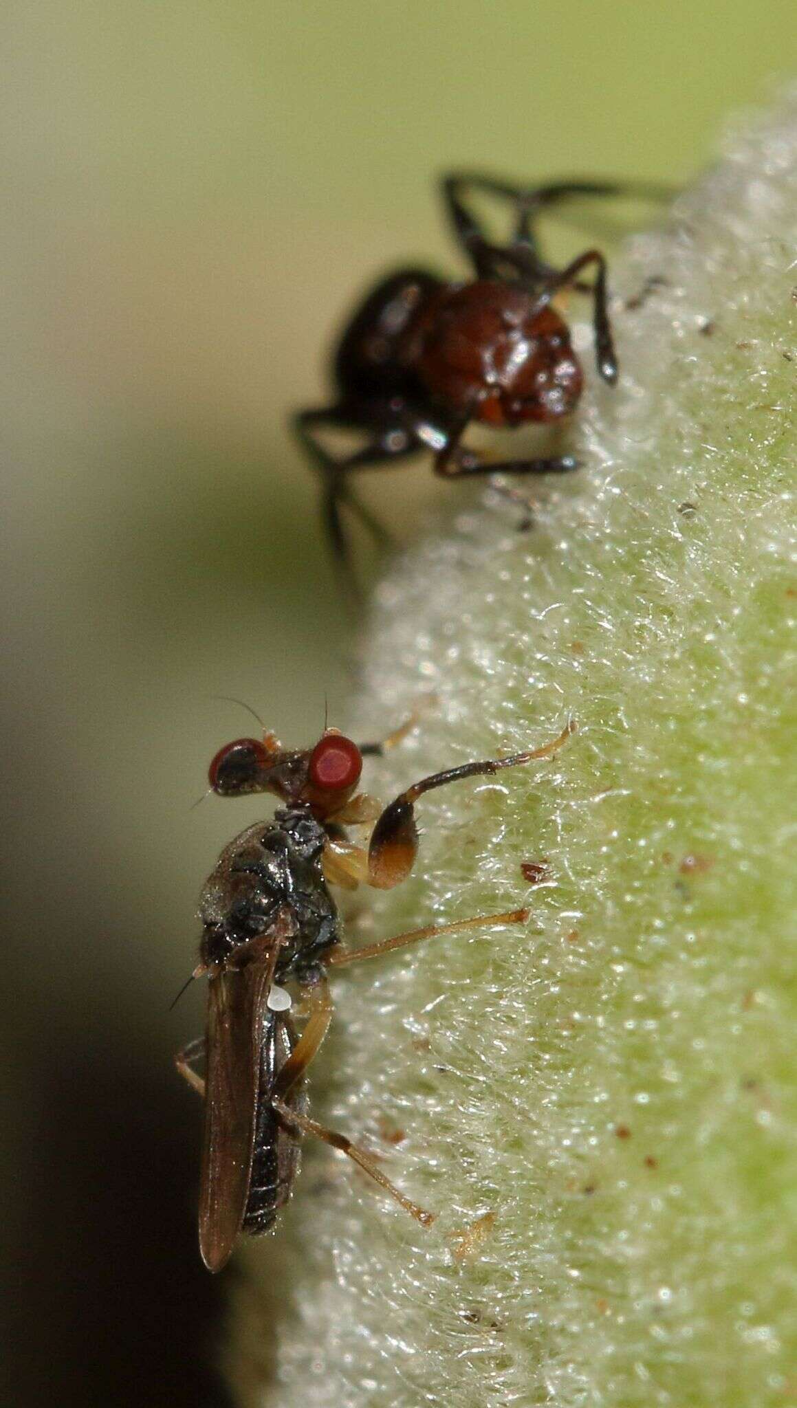 Sphyracephala beccarii (Rondani 1873)的圖片