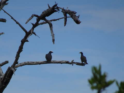 Image of White-crowned Pigeon