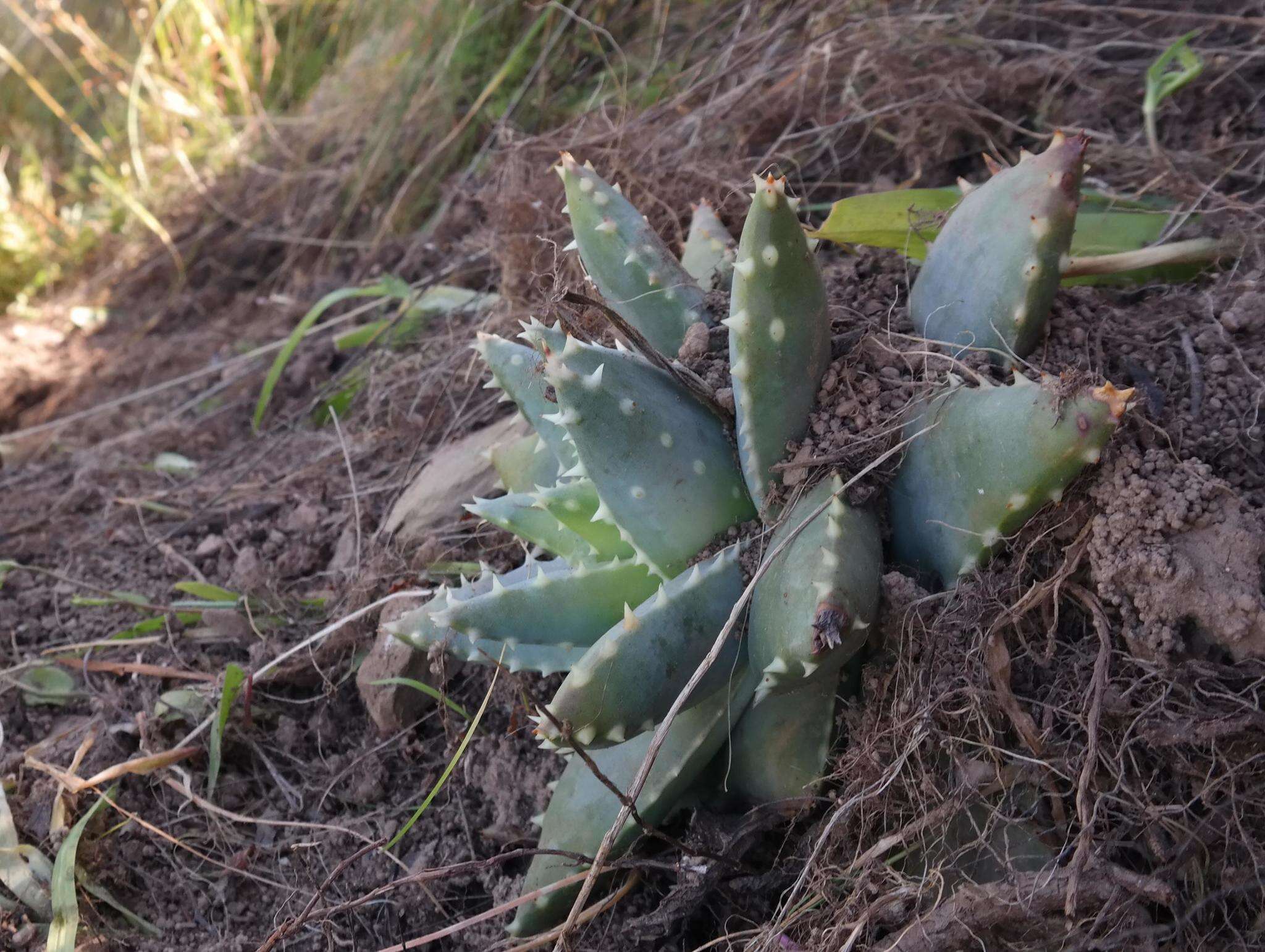 Image of Aloe brevifolia Mill.