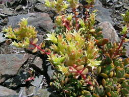 Sivun Sedum oregonense (S. Wats.) M. E. Peck kuva