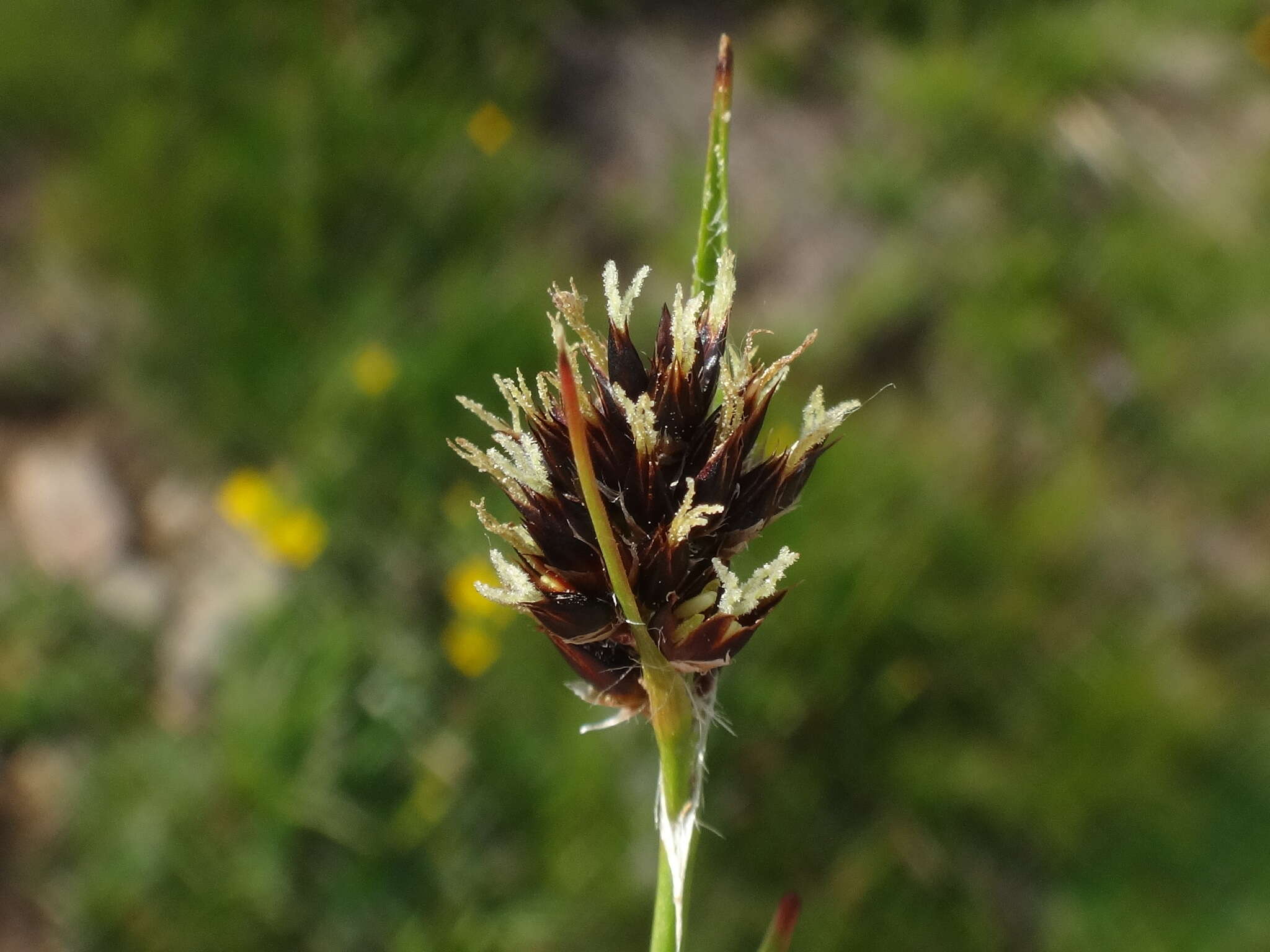 Image of Luzula alpina Hoppe ex Sturm