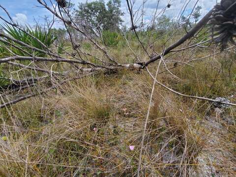 Image of Florida milkweed