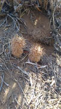 Image of Pterocactus hickenii Britton & Rose