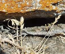 Image of Carpetane rock lizard