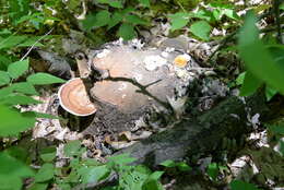 Imagem de Xylaria polymorpha (Pers.) Grev. 1824