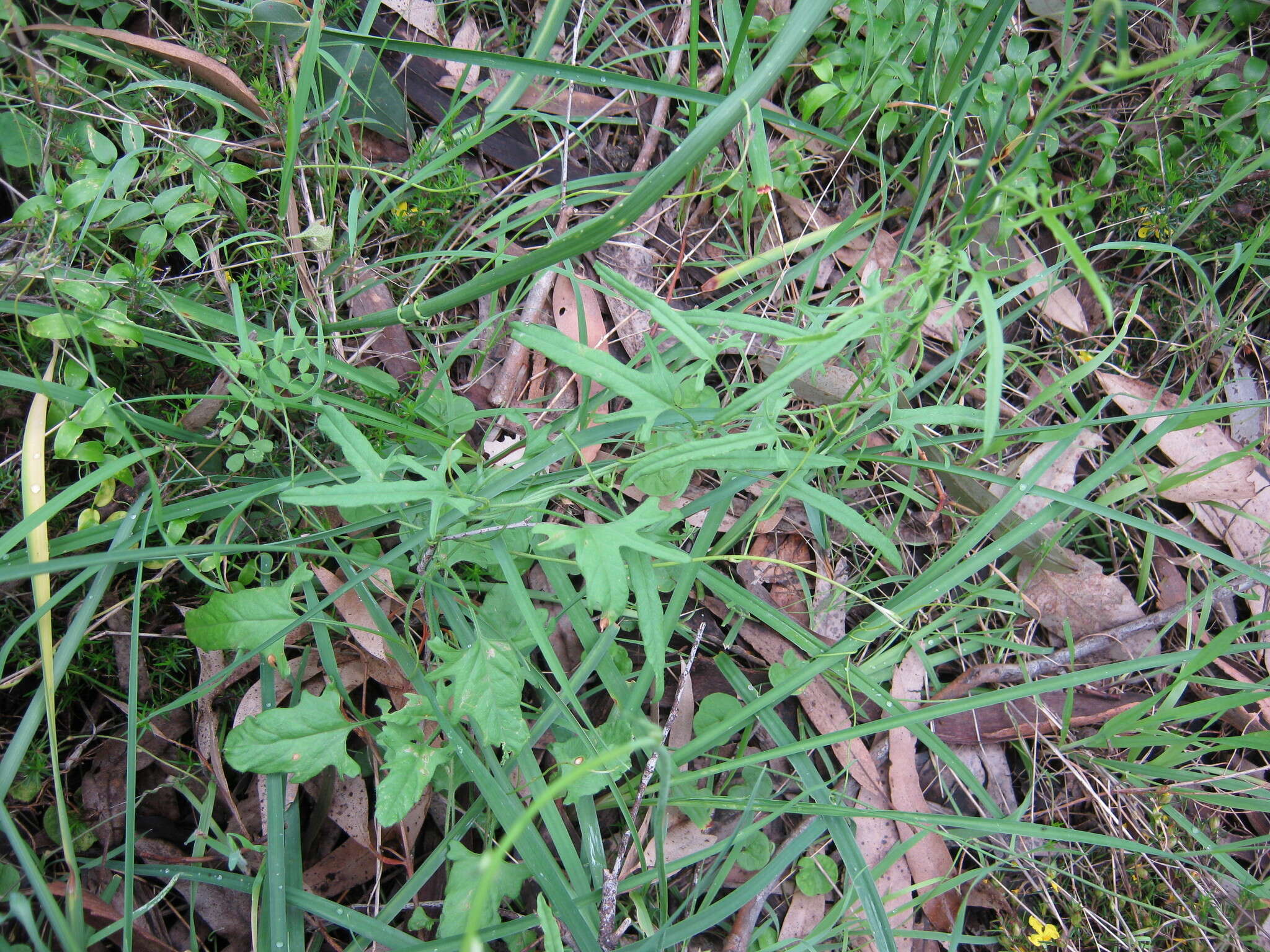 Image of Convolvulus angustissimus R. Br.