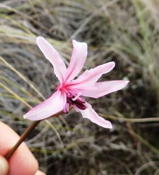 Image of Nerine humilis (Jacq.) Herb.