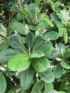 Image of Australian almond