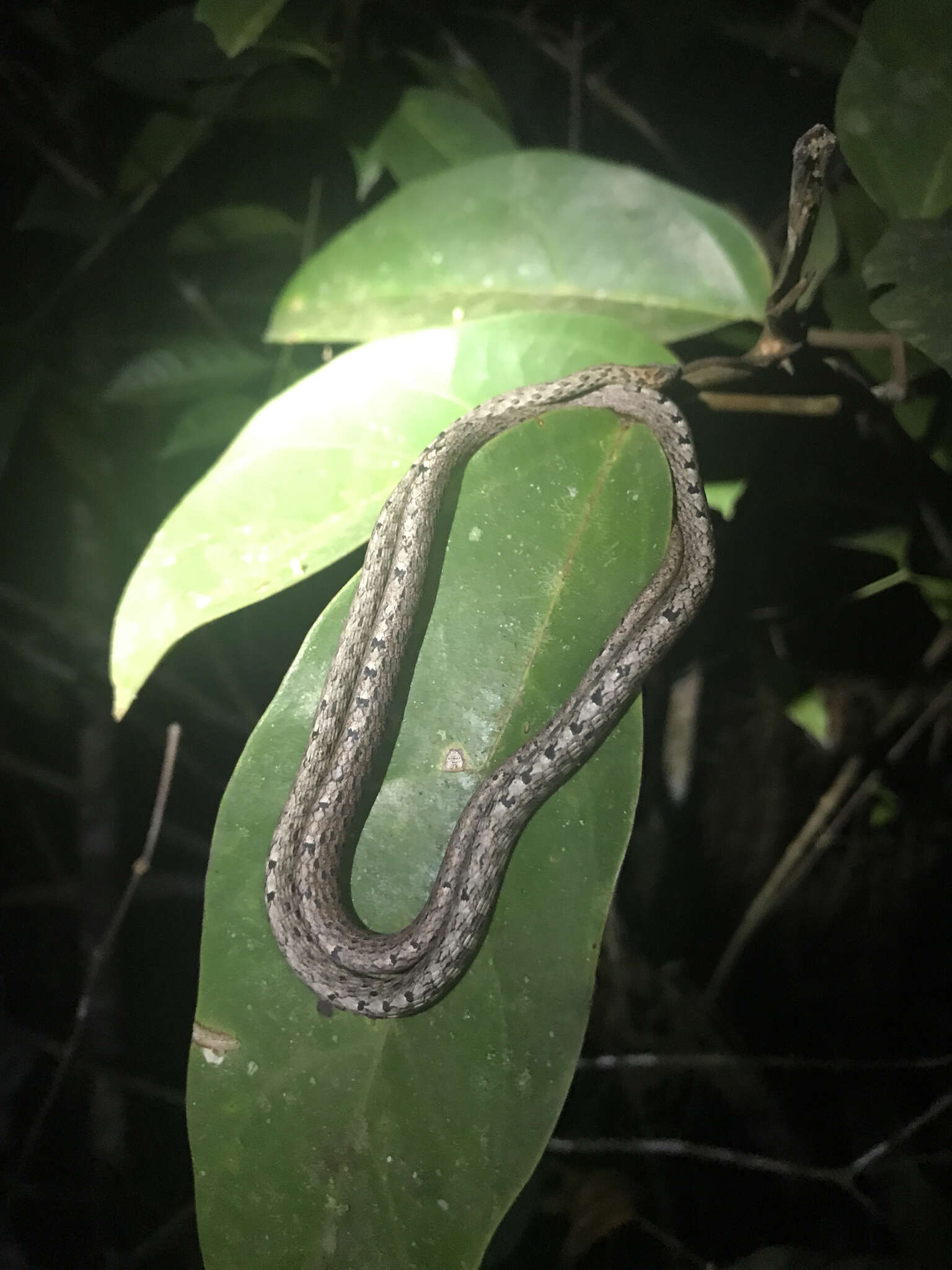 Image of Brown Whip Snake