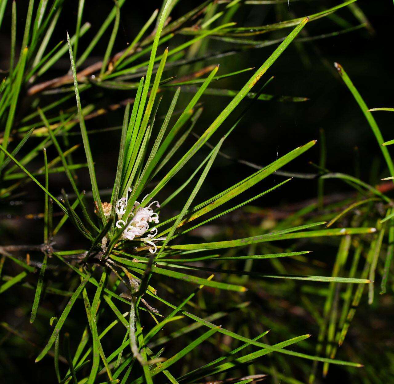 Image of Grevillea neurophylla Gand.