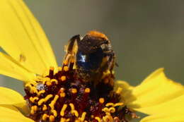 Image of Andrena sola Viereck 1917