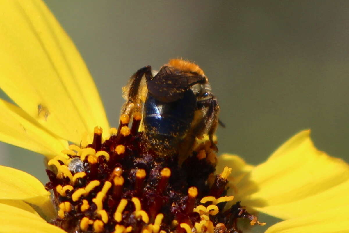 Image of Andrena sola Viereck 1917