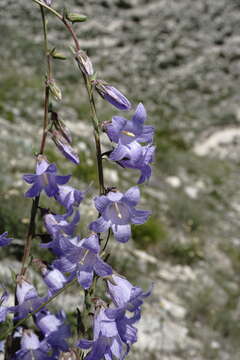 Image of Campanula sarmatica Ker Gawl.