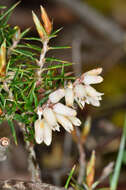 Image of Lissanthe strigosa subsp. subulata (R. Br.) J. M. Powell