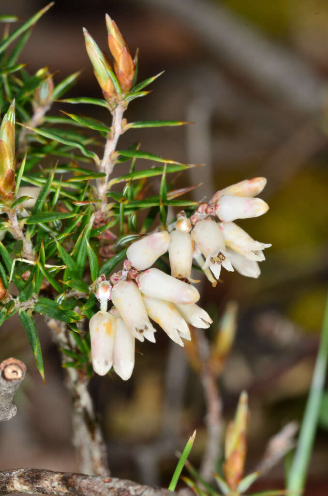 Imagem de Lissanthe strigosa subsp. subulata (R. Br.) J. M. Powell