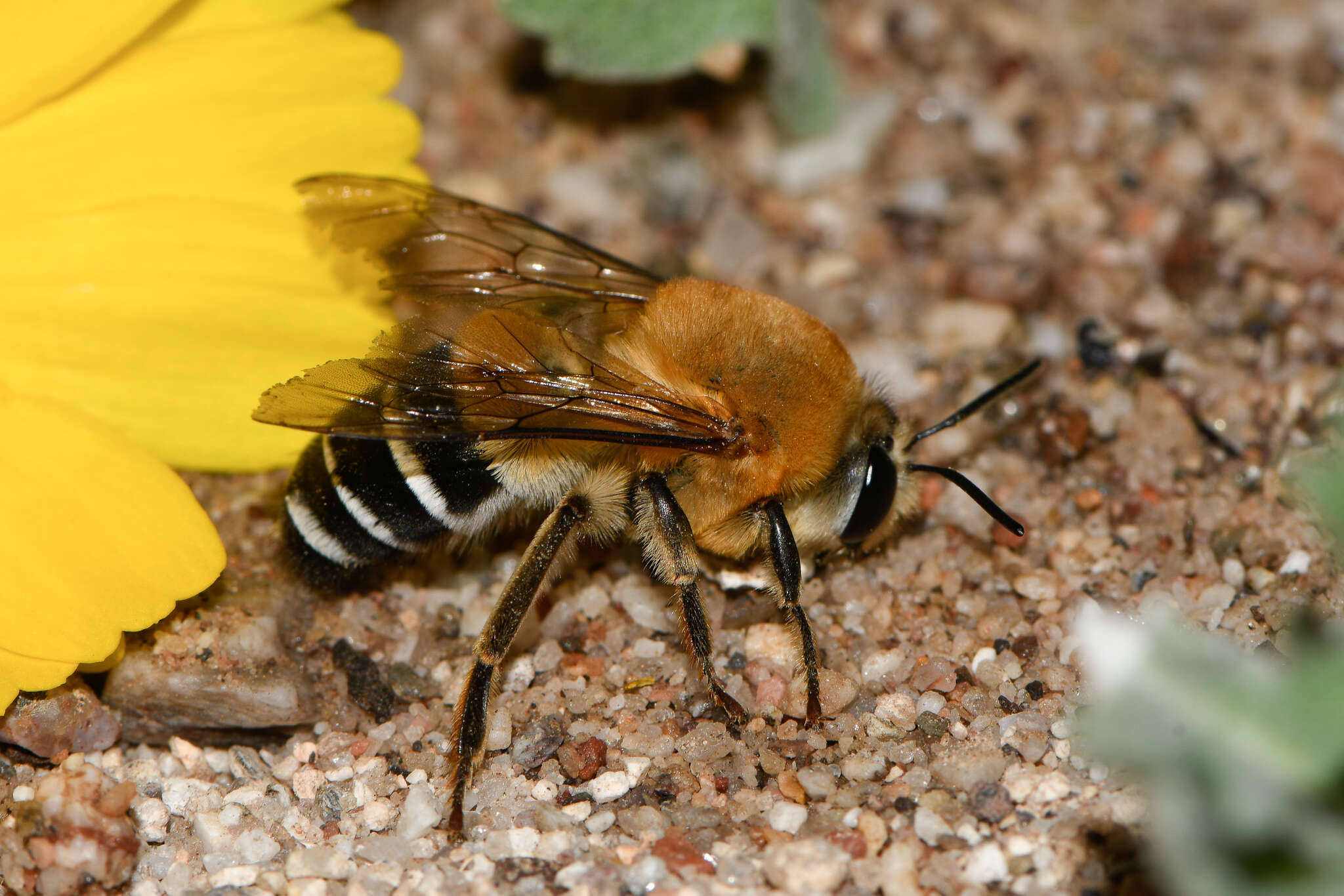 Image of Caupolicana yarrowi (Cresson 1875)