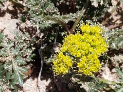 Cymopterus glomeratus var. fendleri (A. Gray) R. L. Hartm.的圖片