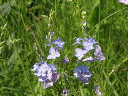 Image de Veronica teucrium L.