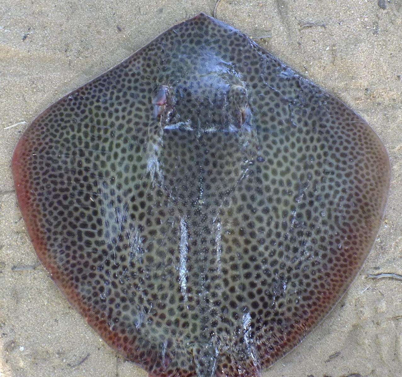 Image of Honeycomb Stingray