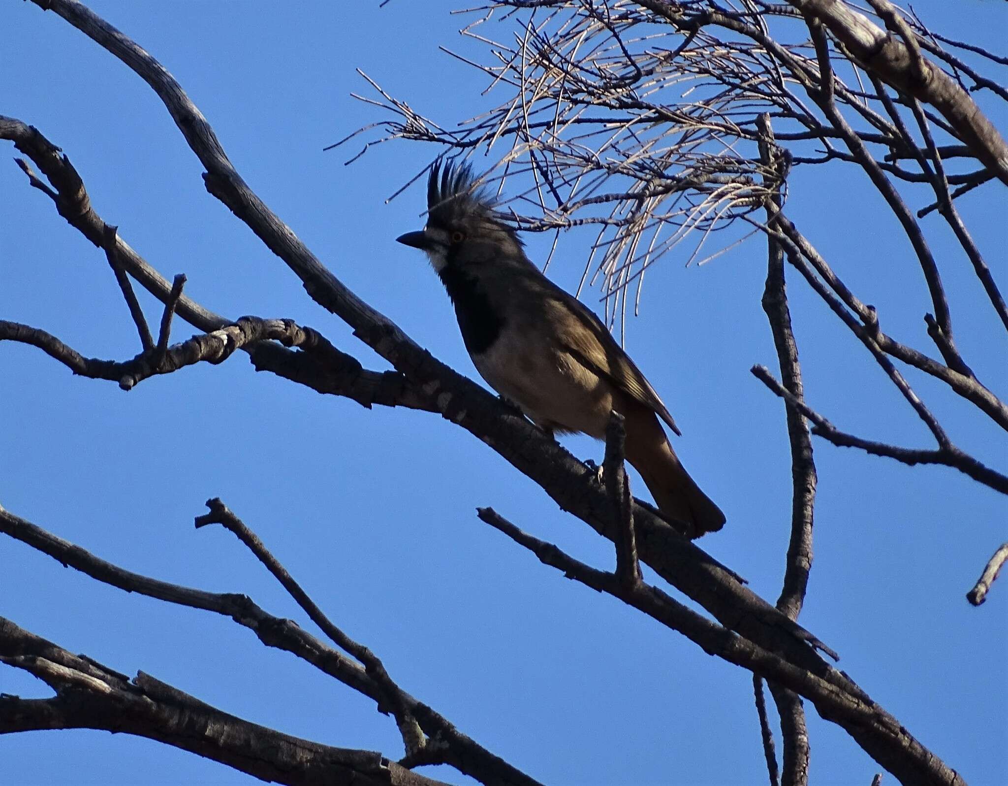 Oreoica gutturalis gutturalis (Vigors & Horsfield 1827)的圖片