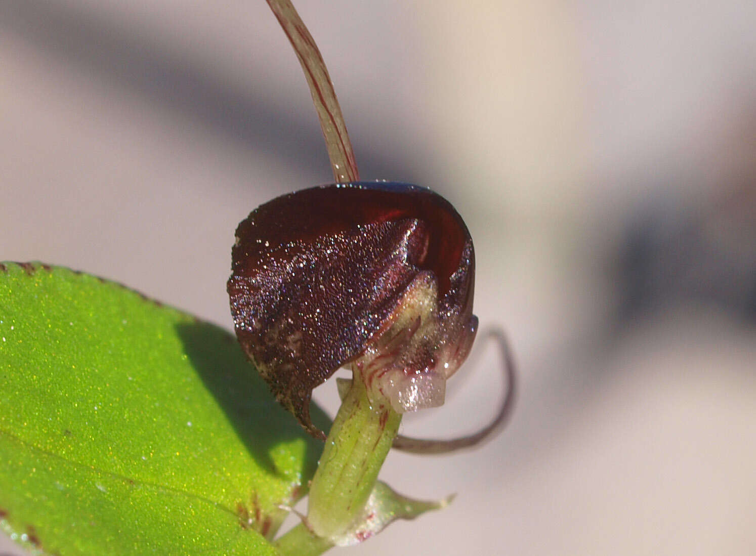 Image de Corybas iridescens Irwin & Molloy