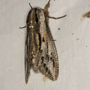 Endoxyla liturata Donovan 1805的圖片