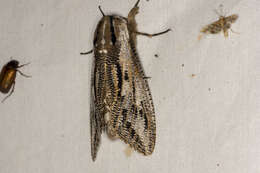 Endoxyla liturata Donovan 1805的圖片