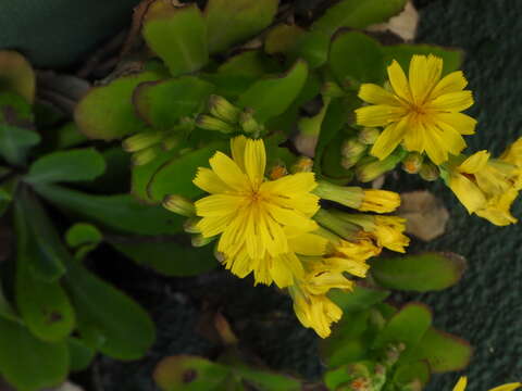 Image of Crepidiastrum keiskeanum (Maxim.) Nakai