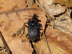 صورة Sphaeroderus bicarinatus (Le Conte 1853)