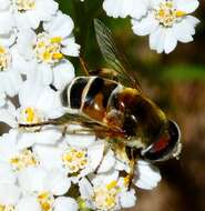 Image of Eristalis stipator Osten Sacken 1877