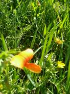 Image of Lathyrus gorgoni Parl.