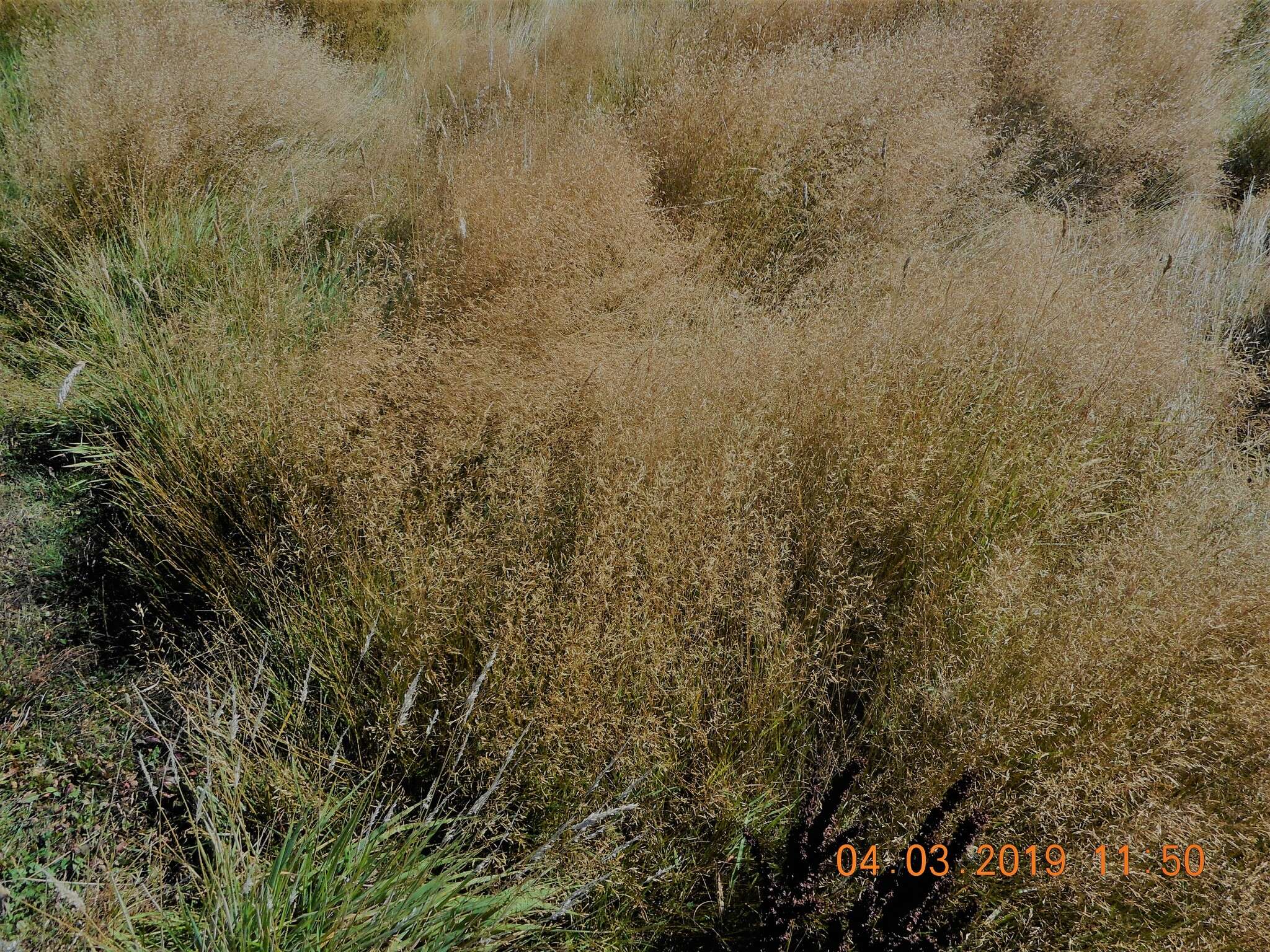 Image de Agrostis commun