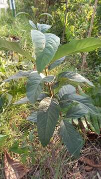 Image of Citharexylum myrianthum Cham.