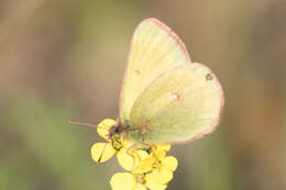 Imagem de Colias canadensis Ferris 1982