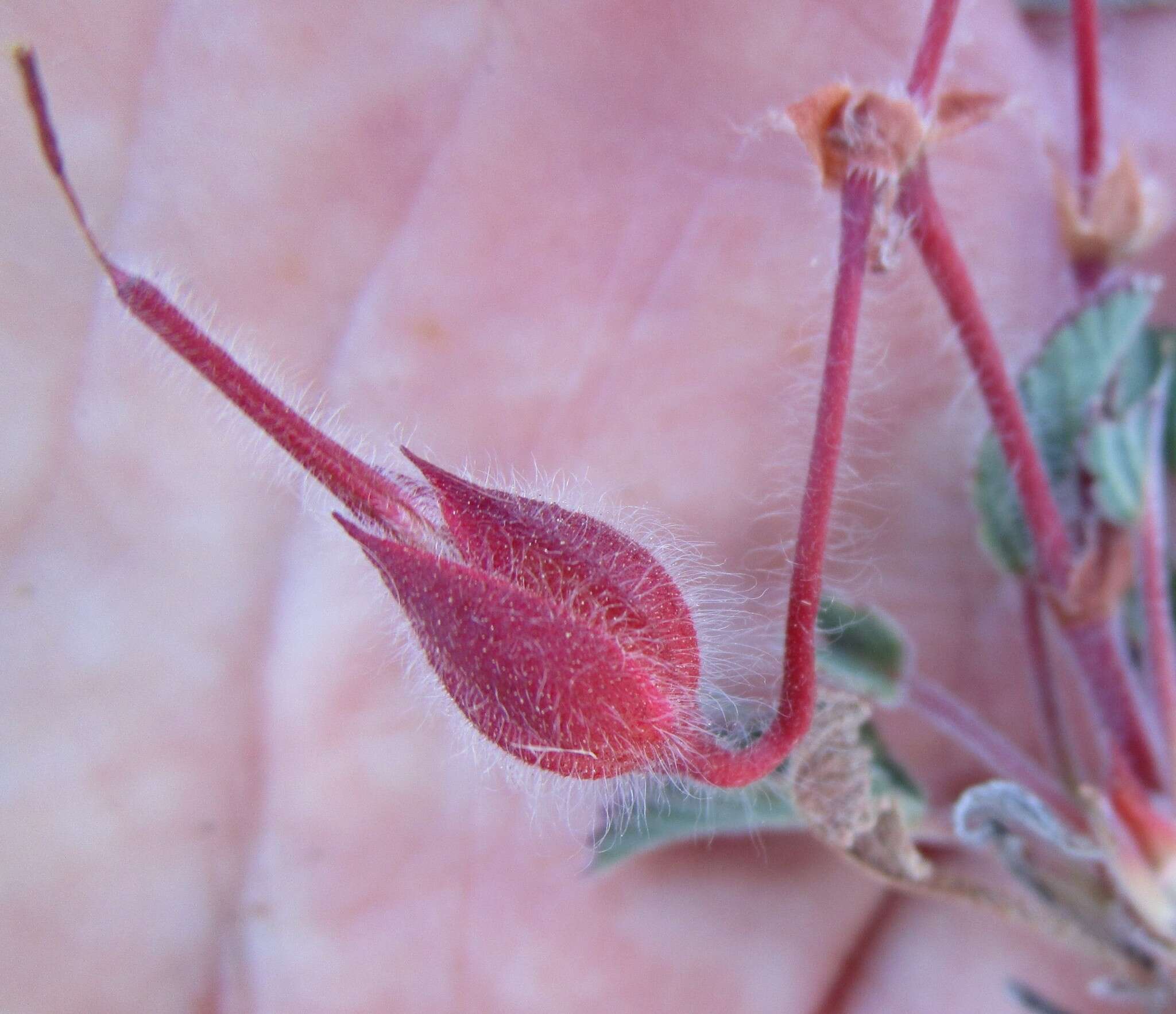 Image of Pelargonium ovale subsp. veronicifolium (Eckl. & Zeyh.) L. Hugo