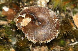 Imagem de Ciliella ciliata (W. Hartmann 1821)