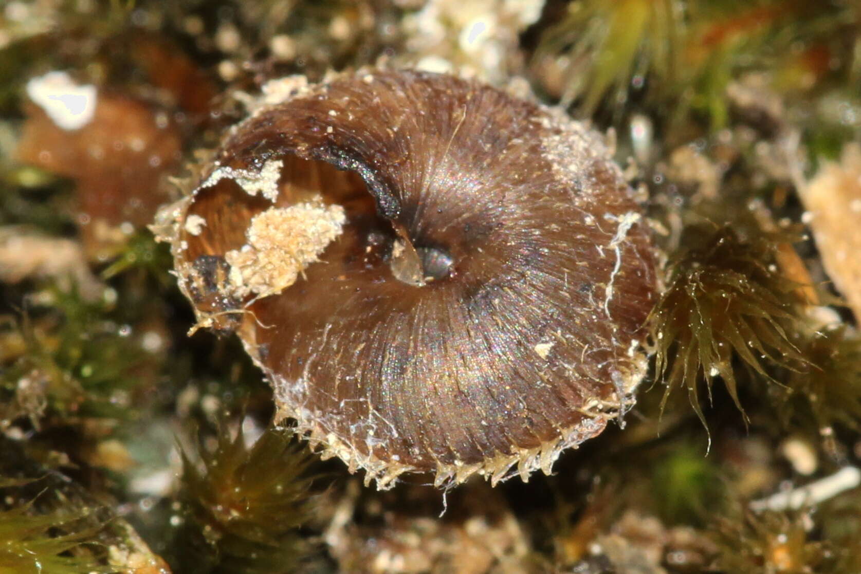 Image of Ciliella ciliata (W. Hartmann 1821)