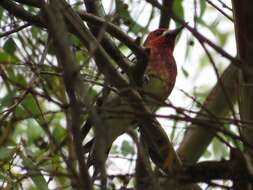 Слика од Sphyrapicus ruber ruber (Gmelin & JF 1788)