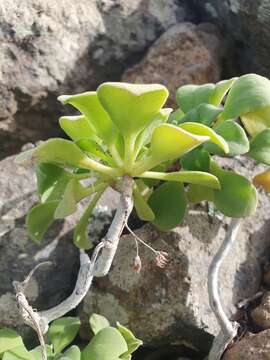 Image of Aeonium goochiae Webb. & Berth.