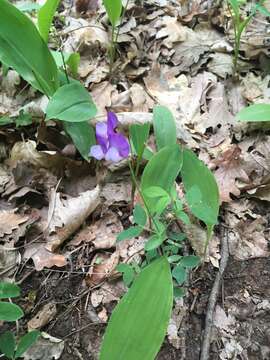 Imagem de Lathyrus laxiflorus (Desf.) Kuntze