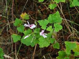 Image of Pelargonium greytonense J. J. A. Van der Walt