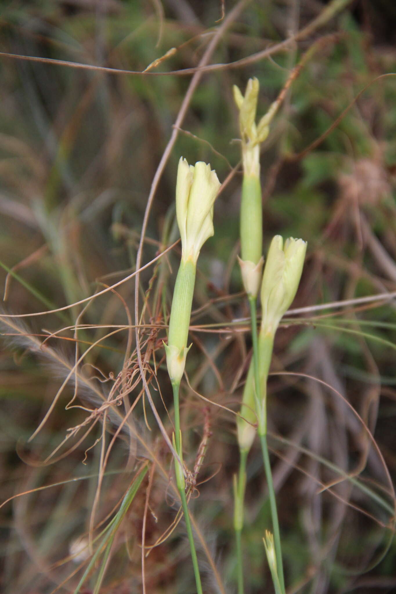 Image of Dianthus monadelphus subsp. pallens (Smith) Greuter & Burdet