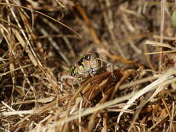 Plancia ëd Cophopodisma pyrenaea (Fischer 1853)