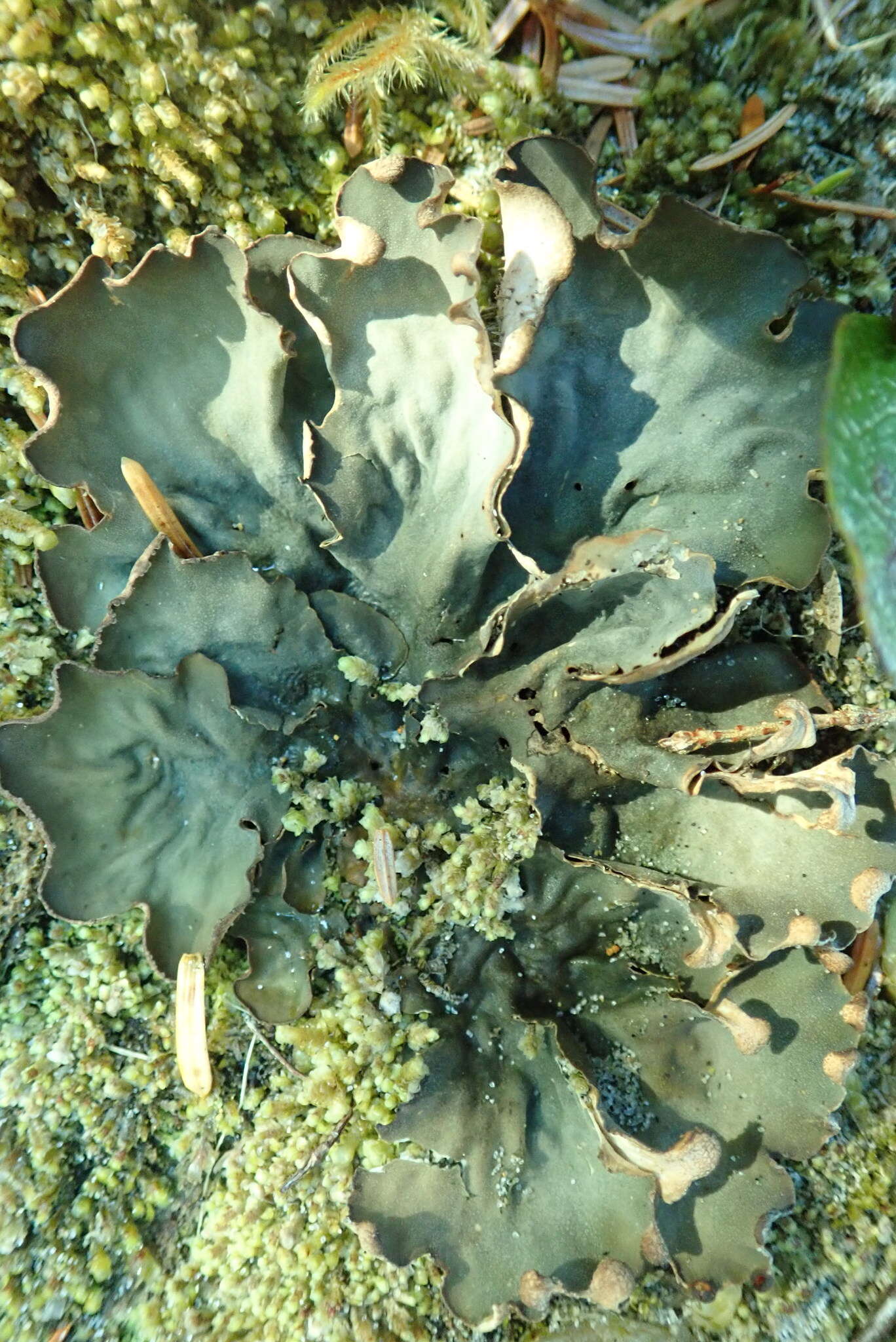 Image of felt lichen