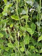 Image of Everlasting-Pea